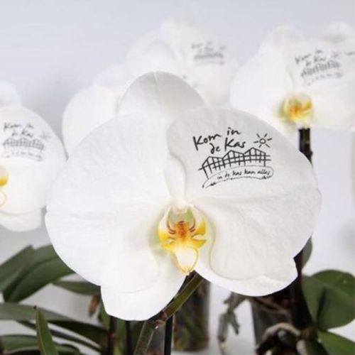 Orkide Singolo - Billede 4